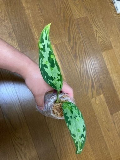 アグラオネマ　ANG ホワイトブラン　2