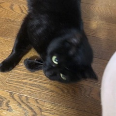 （里親様決定しました）気まぐれ美人の黒猫さん^ ^ − 大阪府