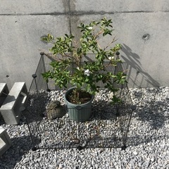 植木　ニオイバンマツリ　鉢植え