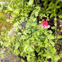 チェリーセージ ハーブ 赤い花 多年草 宿根草 丈夫な苗 植物 ...