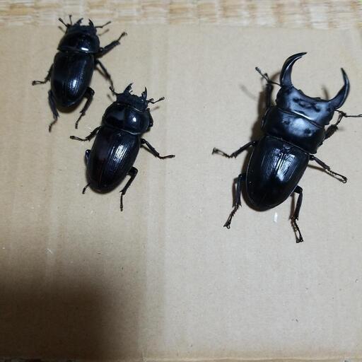 オオクワガタ 川西産 トリオ