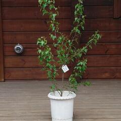 完売：白樺の鉢植え　No.23　116cm