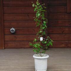 完売：白樺の鉢植え　No.28　110cm