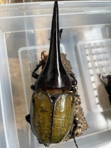 ③ヘラクレス ※郵送の場合→送料込