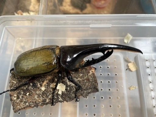 ヘラクレス　カブトムシ　成虫