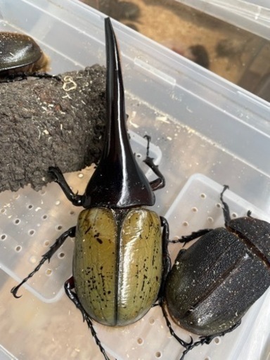 moヘラクレス3本まとめ売り ベース3本用のスタンドを購入してみた【HERCULES - GS432B PLUS