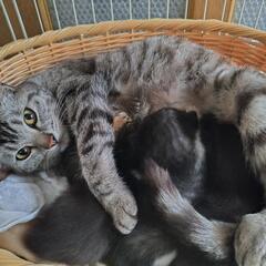 【1匹トライアル決定】子猫2匹（生後約3週間）　里親募集