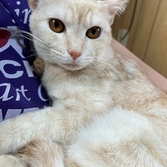 白茶トラ オス猫🐱💙 - 美作市