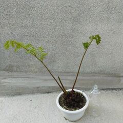 【値下げ】観葉植物　リュウビンタイ②