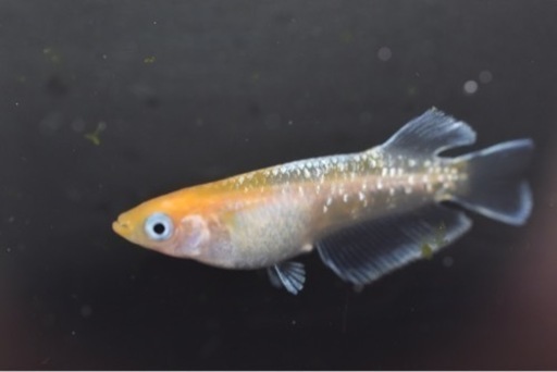 レッドクリフ紅白 トリオ