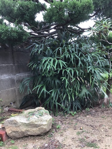 大きなコウモリラン