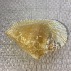 貝殻オブジェ2