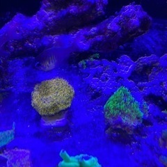 サンゴ　クサビライシ　ゴールド　おまけスターポリプ