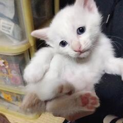 子猫白5キジ1 生後１ヶ月程【募集一時中断】