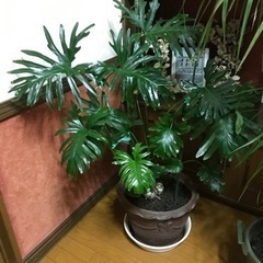 観葉植物1