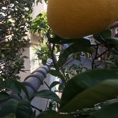 【ネット決済】柑橘系の木　高さ2〜3m 夏蜜柑？