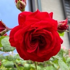 【ネット決済・配送可】赤い薔薇  真紅の薔薇 薔薇苗