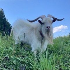 【里親さん決まりました　ありがとうございました】　白ヤギさん　4歳さん