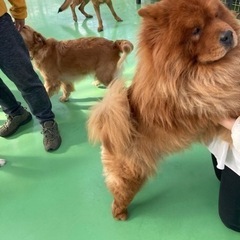 犬友🐶🐕