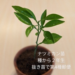 【ネット決済・配送可】ナツミカン苗木2年生PACK苗 夏蜜柑 柑橘