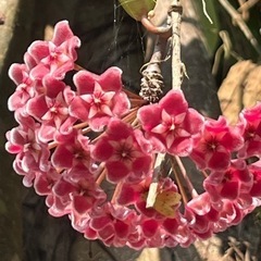 サクララン　ピンクと白い花　つる植物