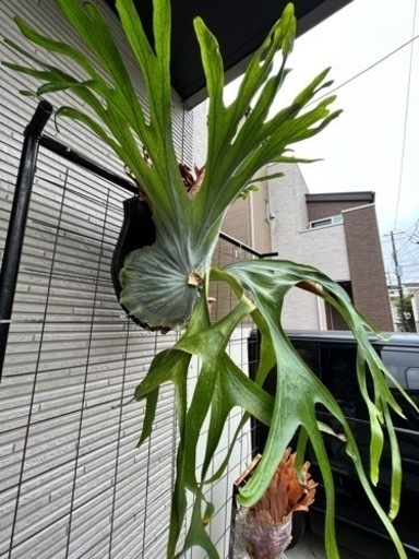 ビカクシダ　スパーバム　親株