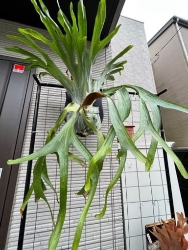 ビカクシダ　スパーバム　親株