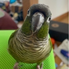 ウロコインコ 里親募集 内容全部必読お願いします