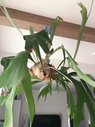 コウモリラン ビフルカツム 全球タイプ