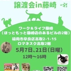 5/21 ねこ組🐾福岡中央譲渡会in藤崎