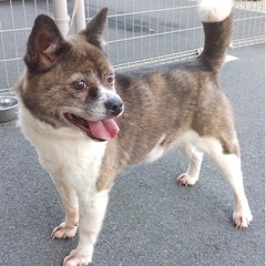 里親様が決定致しました！ありがとうございました。　芝犬✖️ボスト...