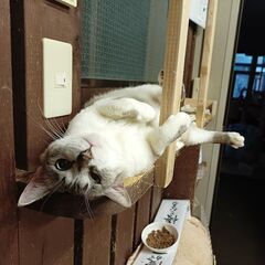 保護猫ボランティア