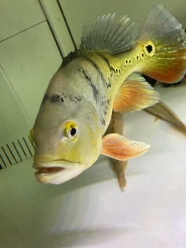 キクラ　熱帯魚