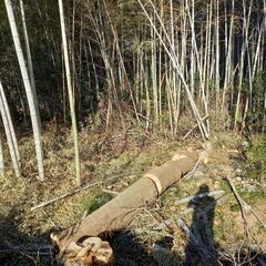 エノキ イチヂク 伐採木