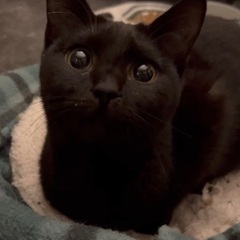 黒猫 メス 推定7~8ヶ月