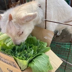 草刈りで捨てる雑草や野菜の外葉など、鶏（ニワトリ）や山羊（ヤギ）の餌になるものをください。 - 買いたい/ください