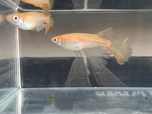 卑弥呼メダカ