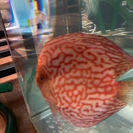 ディスカス　Lサイズ　パールラフレシア　オス　レッドパールラフレシア　美魚❗️