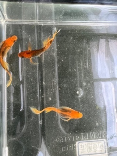 竜章鳳姿