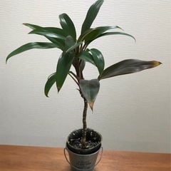 パープルコンパクタ ドラセナ 観葉植物 植物苗