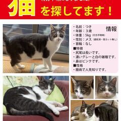 猫を探してます！