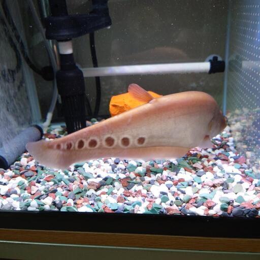 決まりました」ブラックアロワナ 25〜30cm 熱帯魚 古代魚