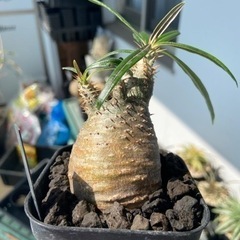 パキポディウム　グラキリス　4