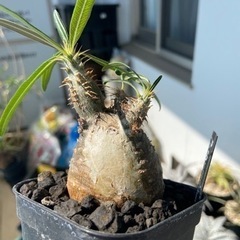 パキポディウム　グラキリス　4