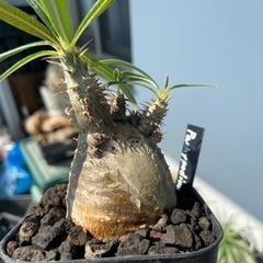 パキポディウム　グラキリス　4