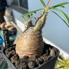 パキポディウム　グラキリス　4