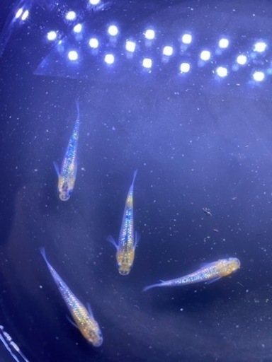 上州めだか　雷虎　１ペア