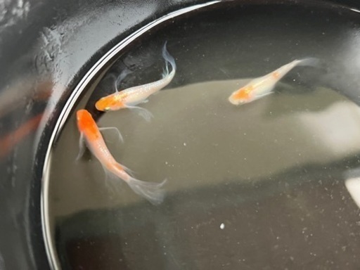 使用回数 1回のみ ケイナリタ KEINARITA バルーントップ 新品】KEINA