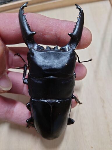 insectbace 107ミリ　パラワンオオヒラタ新成虫