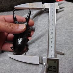 insectbace 107ミリ パラワンオオヒラタ新成虫